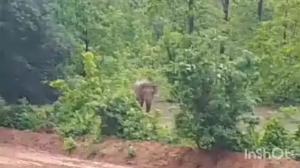 उदयपुर धरमजयगढ़: आमापाली में रिहायशी इलाके के नजदीक पहुंचा दल से बिछड़ा हुआ हाथी, वीडियो आया सामने
