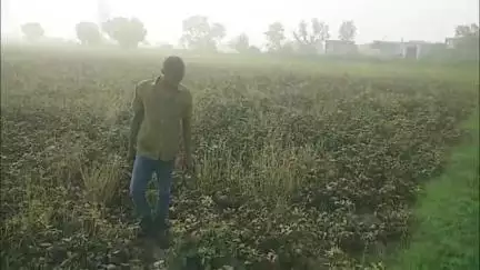 मांट: सुरीर: तापमान बढ़ने से मूंग में लगा पीलिया का रोग निदान हुआ, फसल चौपट हो सकती है