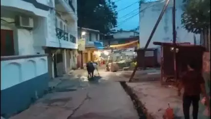 शाजापुर: शाजापुर शहर में आवारा सांडो और मवेशियों से आए दिन हो रहे हादसे, लोगो ने बताई अपनी समस्या #jansamasya