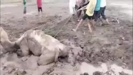 अटरू: काचरा गाँव में दलदल में फंसे ऊँट को रेस्क्यू कर निकाला गया बाहर