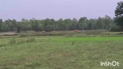 सूरजपुर: लटोरी बीट कल्याणपुर के कोटबहरा में विचरण कर रहे चार हाथियों के दल की वन विभाग द्वारा की जा रही है निगरानी