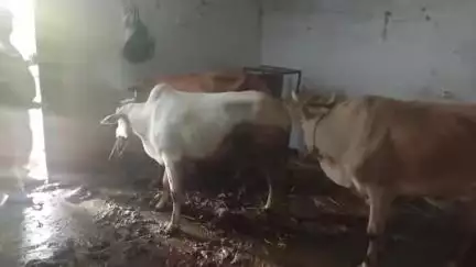 जशपुर: पैकु सराइटोली में गौ तस्करी के खिलाफ जशपुर पुलिस का ऑपरेशन शंखनाद जारी, 5 गोवंशों को छुड़ाया