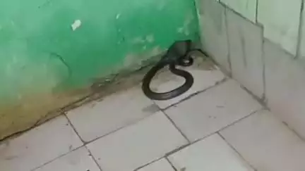 रैपुरा: थाना प्रभारी के सरकारी बंगले में निकली काली नागिन, वन विभाग की टीम ने रेस्क्यू कर पकड़ा