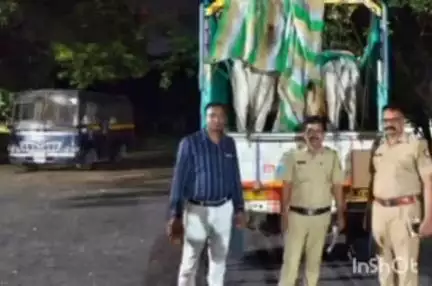 वरोरा: वरोरा येथे अवैध्य रित्या गोवंशाची तस्करी करताना  आरोपीस अटक, २,६०,०००रु. चा मुद्देमाल जप्त