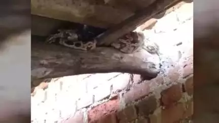 বলরামপুর: নামশোল গ্রামের বাড়ির ছাওনি থেকে ৮ফুটের পাইথন উদ্ধার