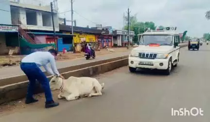 आरोन: गुना पुलिस का अभियान: सड़कों पर बैठे गोवंश को दुर्घटनाओं से बचाने के लिए बांधे जा रहे हैं रेडियम रिफ्लेक्टर
