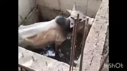 विदिशा नगर: गुरुनानक वार्ड में खाली प्लॉट के टैंकर में गिरा नंदी, 2 घंटे की मशक्कत के बाद निकाला गया
