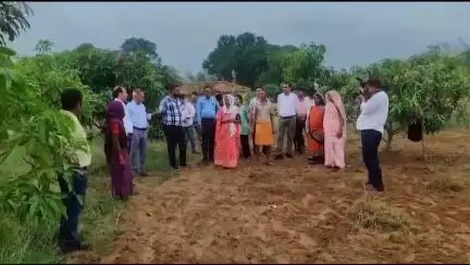 सिंगरौली: गौड़बहरा में कलेक्टर ने आजीविका मिशन के वृक्षारोपण स्थलों का किया भ्रमण