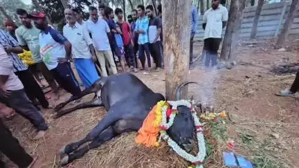 ಮೈಸೂರು: ಕೊನೆಗೂ ಬದುಕುಳಿಯಲಿಲ್ಲ ಶ್ವಾನದಂತೆ ವರ್ತಿಸುತ್ತಿದ್ದ ಬಸವ ವಿಧಿವಿಧಾನದಂತೆ ಮೇಟಗಳ್ಳಿ ಗ್ರಾಮಸ್ಥರಿಂದ ಅಂತ್ಯಕ್ರಿಯೆ