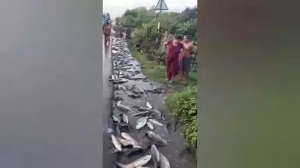 নাকাশিপাড়া: বেথুয়াডহরি তে ১২ নম্বর জাতীয় সড়কে মাছের গাড়ি নিয়ন্ত্রণ হারিয়ে  পড়ে গেল সব মাছ ,মাছ তোলায় ব্যস্ত এলাকাবাসীরা