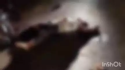 रायपुर कर्चुलियान: सगरा थाना क्षेत्र में ट्रक ने बाइक सवार पिता-पुत्र को कुचला, पिता की मौके पर मौत, पुत्र अस्पताल में घायल