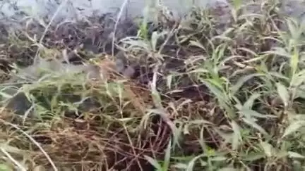 मुर्तीजापूर: तालुक्यातील सालतवाडा शेत शिवारातील काटेपूर्णा नदीकाठी चरत असतांना जिवंत विद्युत तारेचा शॉक लागून तीन मह्शींचा मृत्यू