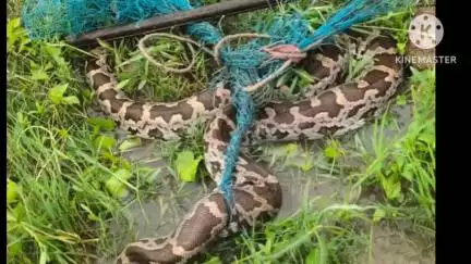 পুরুলিয়া ২: পুরুলিয়া ২ নং ব্লকের গোলামারা গ্রামে সবজি বাড়ি থেকে অজগর সাপ উদ্ধারে চঞ্চল্য
