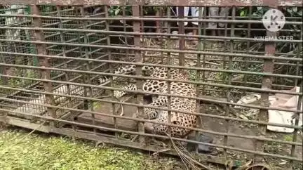 ডুমডুমা: ফিল'বাৰী চাহ বাগিচাত দীৰ্ঘদিনৰ পৰা সন্ত্ৰাস চলাই অহা নাহৰফুটুকী পিঞ্জৰাবদ্ধ বন বিভাগৰ