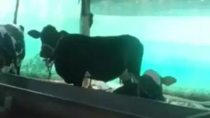 बोदवड: बेलसवाडी शेत शिवारात शेत गट क्रमांक ३९ मधून १ लाख ३० हजार रुपये किमतीच्या ३ म्हशी चोरी, मुक्ताईनगर पोलीस ठाण्यात गुन्हा