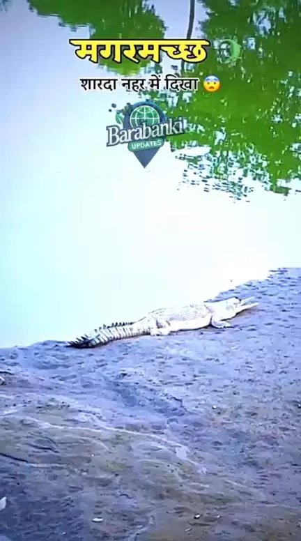 Crocodile 🐊🙄

#barabanki #viral #barabankiupdates #bbk #newreel 
.
.
.
याह वीडियो लगभाग 1 हफ़्ता पुराना है