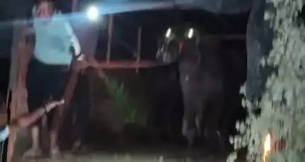 स्लीमनाबाद: स्लीमनाबाद बाईपास पर बजरंगियों ने गौवंश और भैंसों से भरे ट्रक को पकड़ा