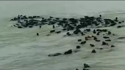 कटरा: कटरा में बागमती नदी खतरे के निशान के करीब, लोग जान जोखिम में डालकर पशुओं को करा रहे हैं पार