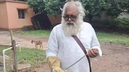 उड़न बाज सांप में जहर नहीं होता