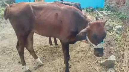 जालना: सुंदरनगर परिसरातून दोन गाई चोरट्यांनी केल्या लंपास; चंदनझीरा पोलीस ठाण्यात तक्रार दाखल..