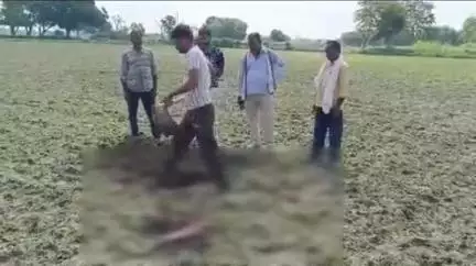 सिकंदरा: हिंसावा गांव के पास आवारा कुत्तों के हमले से राष्ट्रीय पक्षी मोर की हुई मौत, वन विभाग की टीम ने सूचना पर किया दफन