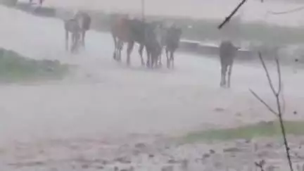 डिंडौरी: मौसम विभाग की चेतावनी के बाद डिंडौरी जिले और ग्रामीण इलाकों में भारी बारिश जारी