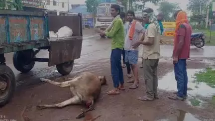 गुण्डरदेही: गुण्डरदेही थाने के ठीक सामने तेज रफ्तार माइंस वाहन ने दो मवेशियों को मारी ठोकर, दोनों मवेशियों की हुई मौत; एक बछड़ा घायल
