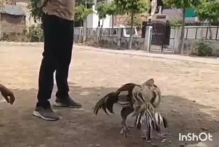 उरई: उरई में सट्टेबाजों का नया कारनामा, मुर्गों की लड़ाई में लगते हैं हजारों का सट्टा, वीडियो वायरल, जांच में जुटी पुलिस