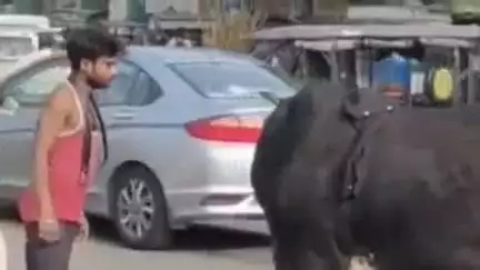 अम्बाला: अंबाला: नशे में धुत युवक सांड से उलझा, बाल-बाल बचा, वीडियो वायरल