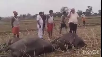 भभुआ: शांति नेत्रालय के पास सिवान में बिजली विभाग का तार अचानक टूटकर गिरने से पांच भैंसों की हुई मौत