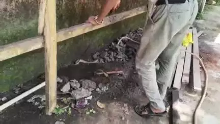 বিজনী ভাগ: বিজনী হোলী চাইল্ড স্কুলত বিষাক্ত ফেটি সাপ উদ্ধাৰ কৰি বন বিভাগক গতালে এজন প্ৰকৃতিপ্ৰেমী যুৱকে