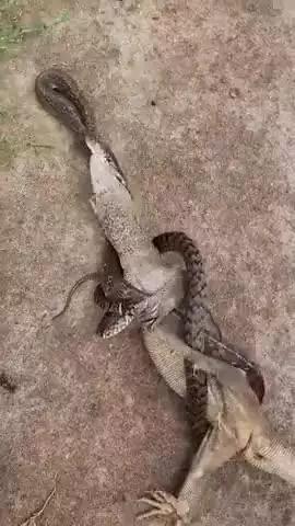 Amazing Fish vs Cobra Snake Rescue.