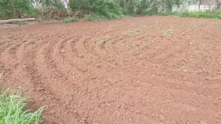 नालागढ़: नालागढ़ में बारिश बनी वरदान, किसानों के चेहरों पर लौटी मुस्कान, पांच दिनों की बारिश ने दी गर्मी से राहत, मक्की, दाल, धान