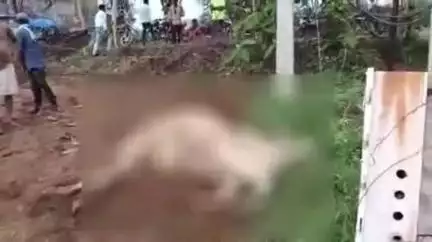 पंडरिया: ग्राम घोघरा में खेत में लगे ट्रांसफार्मर की करंट की चपेट में आने से मवेशी की हुई दर्दनाक मौत