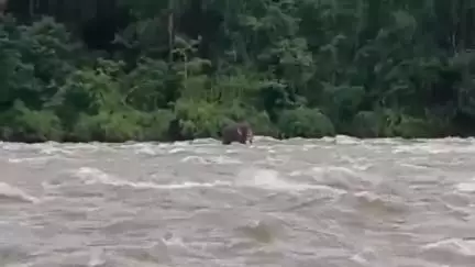 ചാലക്കുടി: വാഴച്ചാലിൽ കാട്ടാന ചാലക്കുടി പുഴയിൽ ഒഴുക്കിൽപ്പെട്ടു, രക്ഷപ്പെടുത്താൻ പെരിങ്ങൽക്കുത്ത് ഡാമിന്റെ ഷട്ടറുകൾ അടച്ചു