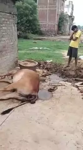 कोरांव: रत्योरा मोड़ चौराहे पर 11000 वोल्ट करंट का तार टूटकर गिरने से खूंटे में बंधी गाय की हुई मौत