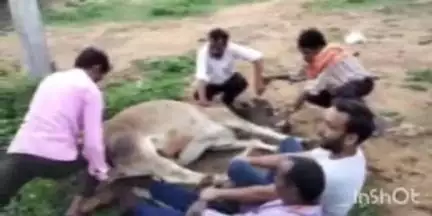 बुढ़ार: लालपुर गांव में अज्ञात वाहन की टक्कर से गाय घायल, अटल कामधेनु गौ सेवा संस्थान ने किया उपचार