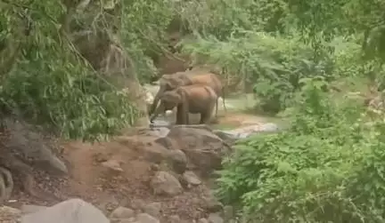 ಹನೂರು: ಅಜ್ಜಿಪುರ ಮುಖ್ಯರಸ್ತೆಯಲ್ಲಿ ಕಾಣಿಸಿಕೊಳ್ಳುವ ಕಾಡಾನೆಗಳು, ವಾಹನ ಸವಾರರಲ್ಲಿ ಆತಂಕ #localissue