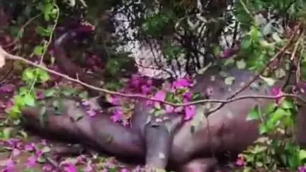 बुरहानपुर नगर: रास्तीपुरा में करंट से एक भैंस की हुई मौत, किसान ने प्रशासन से मुआवजे की लगाई गुहार