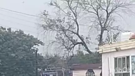 कोरबा: कोरबा में करोड़ों तितलियों की भरमार, नगर सहित आसपास के क्षेत्र में आई तितलियां