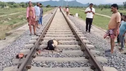 ବୌଦ୍ଧ ସଦର: ଟ୍ରେନ ଧକାରେ ସରସରା ବନ୍ଦୀସାହି ଚାଷୀର ୭ଟି ଛେଳି ମୃତ, କ୍ଷତି ପୂରଣ ପାଇଁ ଗୁହାରି କଲେ ଚାଷୀ
