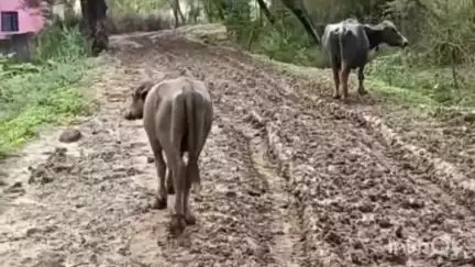सिरोंज: ग्राम खूबपुरा में सड़क निर्माण न होने से रहवासी परेशान,आवागमन में हो रही परेशानी#jansamasya