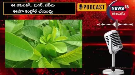 Guava leaves | ఈ చెట్టు ఆకులతో.. షుగర్‌, కొలెస్ట్రాల్, బీపీను ఈజీగా కంట్రోల్ చేయొచ్చు..!? | N18P