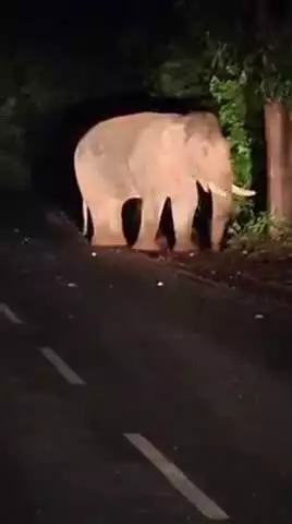 लुण्ड्रा: Dhourpur marg kotri nala ke pas nar dantel hathi dekha gya