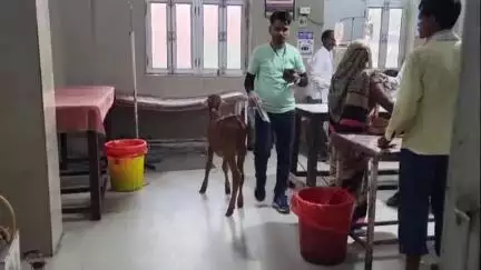 मैनपुरी: जिला अस्पताल की इमरजेंसी में गाय के बछड़े का घूमता हुआ वीडियो सोशल मीडिया पर हुआ वायरल