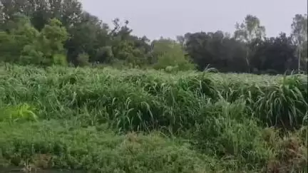 नौगावां सादात: नौगांवा तहसील क्षेत्र में तेंदुए की दहशत से ग्रामीण परेशान, वीडियो हुआ वायरल