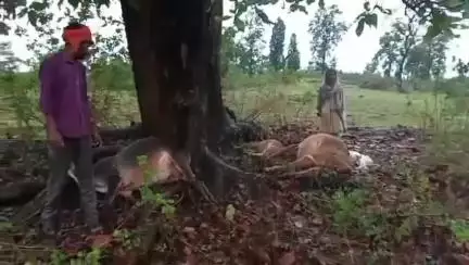 डिंडौरी: गौरा कन्हारी गांव में आकाशीय बिजली गिरने से चार मवेशियों की मौत