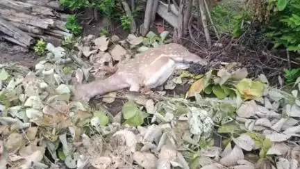 बरघाट: ग्राम बेहरई में आवारा कुत्तों के आतंक से चीतल की मौत, वन विभाग के अधिकारी को दी सूचना