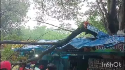 कोरबा: बालको नगर में पेड़ की डाली गिरने से आवागमन हुआ बाधित