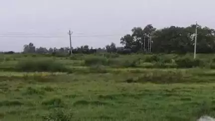 ଚମ୍ପୁଆ: କାଟୁଳିକନା ନିକଟସ୍ଥ ଜଙ୍ଗଲରେ ଦେଖାଗଲେ ୨୭ ଟିକିଆ ହାତୀପଲ, ବନ ବିଭାଗ ରଖିଛି ନଜର